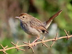 Image of Cisticola subruficapilla subruficapilla (Smith & A 1843)