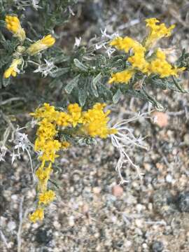 Image of Cooper's goldenbush