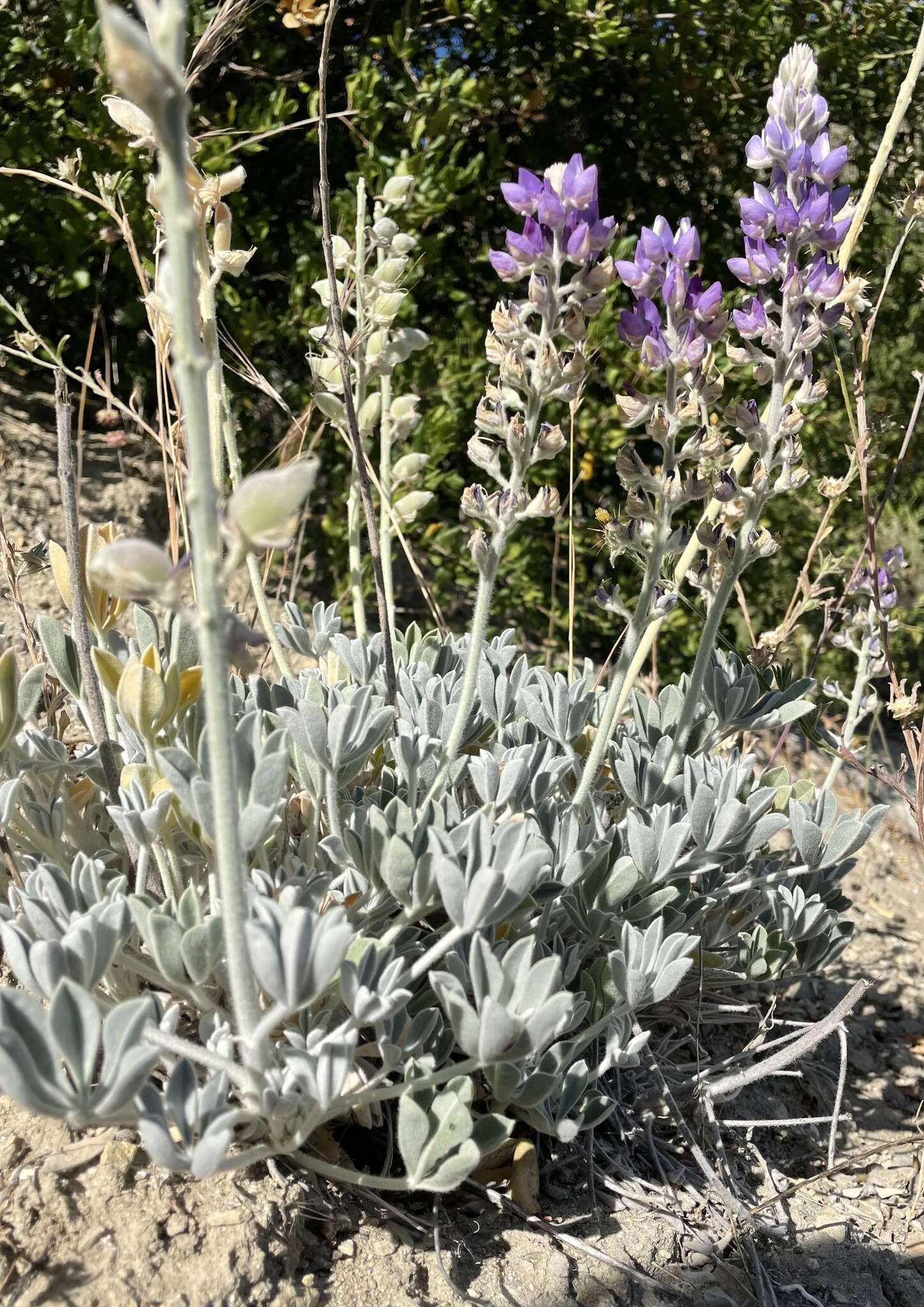 Image of San Luis lupine