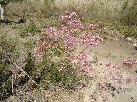 Imagem de Limonium insigne (Coss.) O. Kuntze