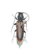 Image of Brown spruce longhorn beetle