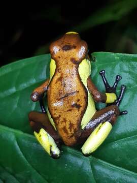 Image of Oophaga andresi Posso-Terranova & Andrés 2018