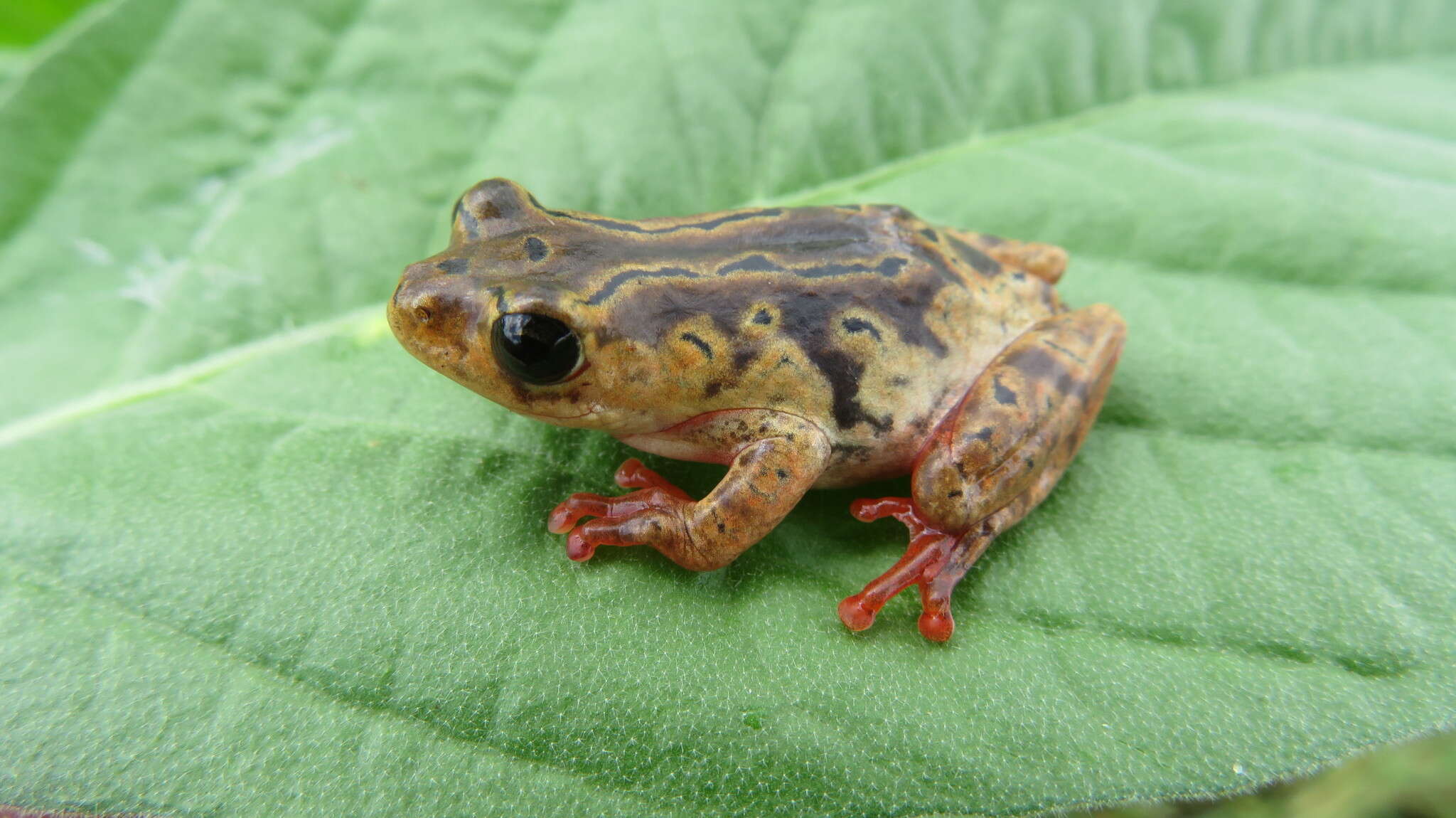 Image of Hyperolius glandicolor Peters 1878