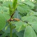 Image of <i>Polistes <i>myersi</i></i> myersi