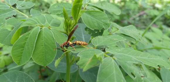 Image of <i>Polistes <i>myersi</i></i> myersi