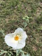 Image of southwestern pricklypoppy