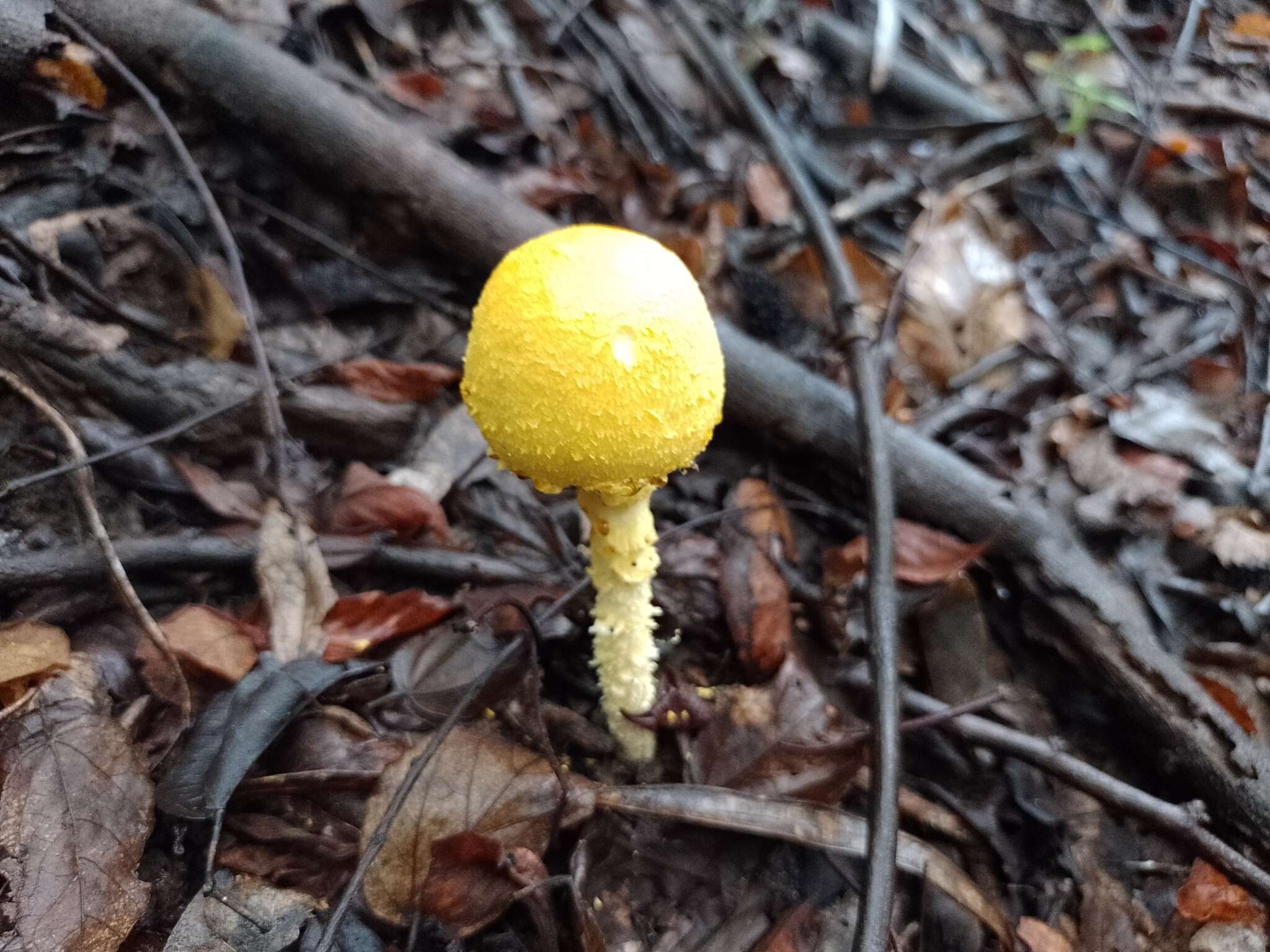 Image of Aspidella aureofloccosa (Bas) Vizzini & Contu 2013