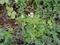 Image of Large Bittercress