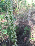 Image of Royal rein orchid