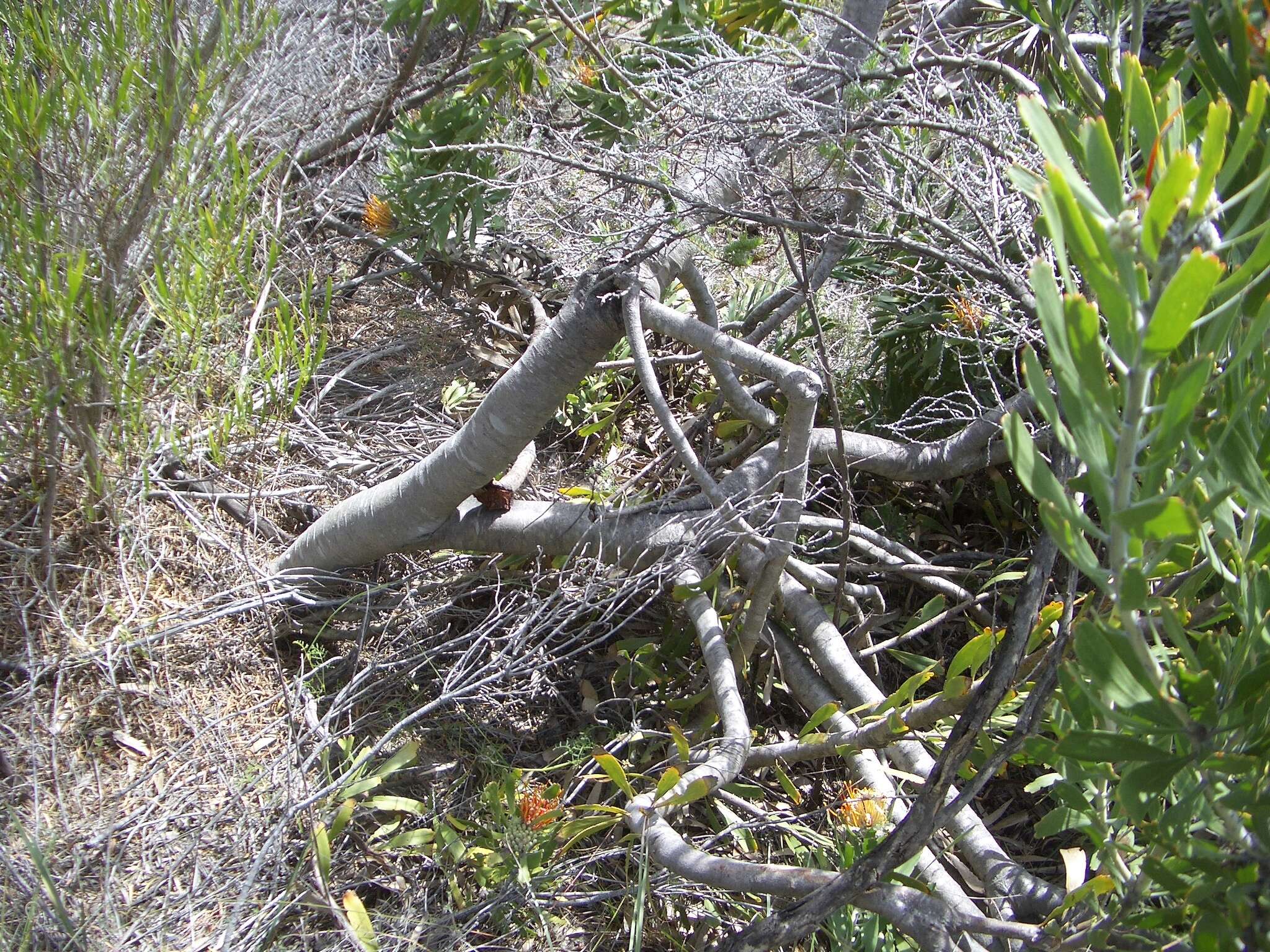 Image of Leucospermum erubescens Rourke