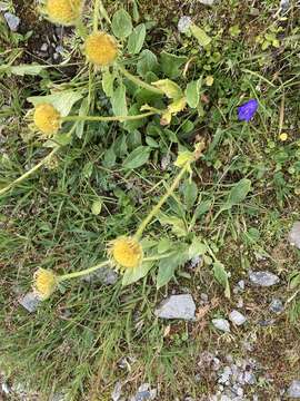 Image of Doronicum clusii (All.) Tausch