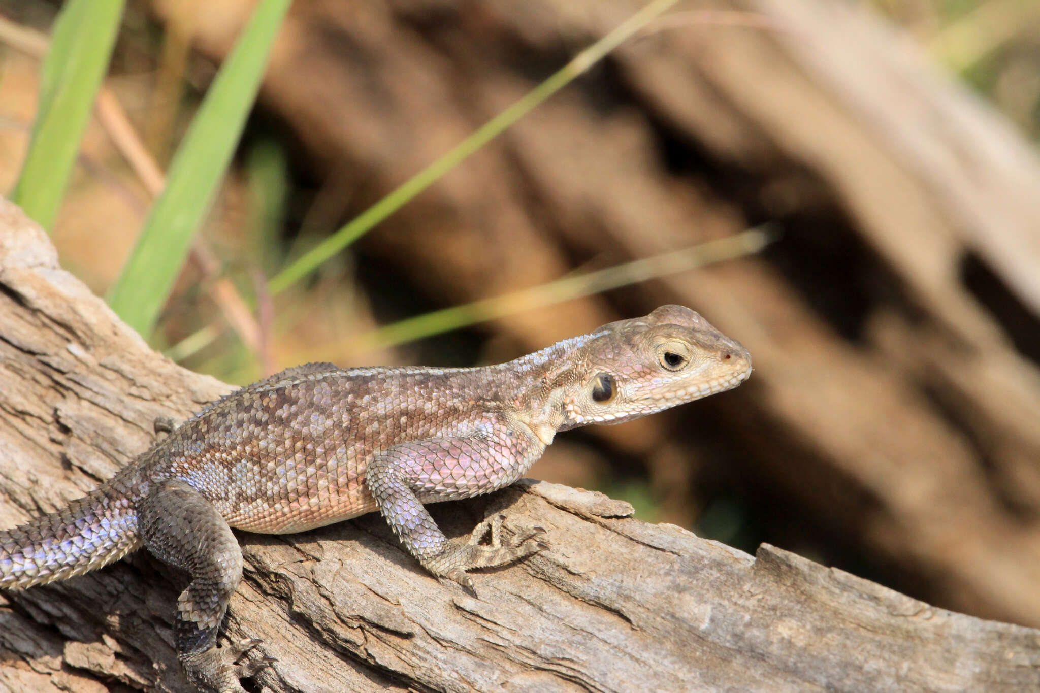 Image of Mwanza Flat-headed Rock Agama