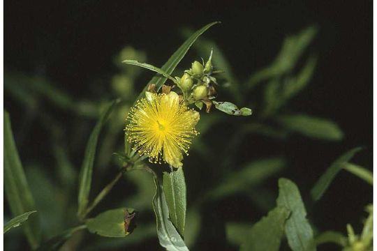 Image of shrubby St. Johnswort
