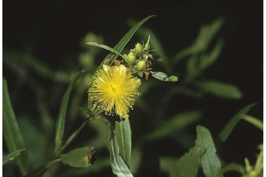 Image of shrubby St. Johnswort