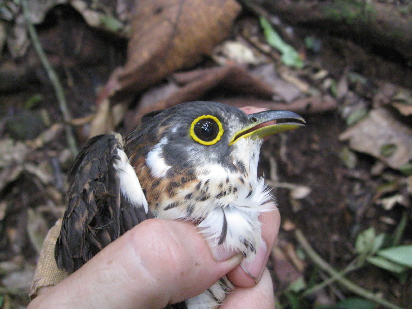 Image of Moustached Hawk-Cuckoo
