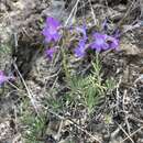 Image of Penstemon gairdneri var. gairdneri