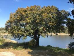 Image of Evergreen Oak