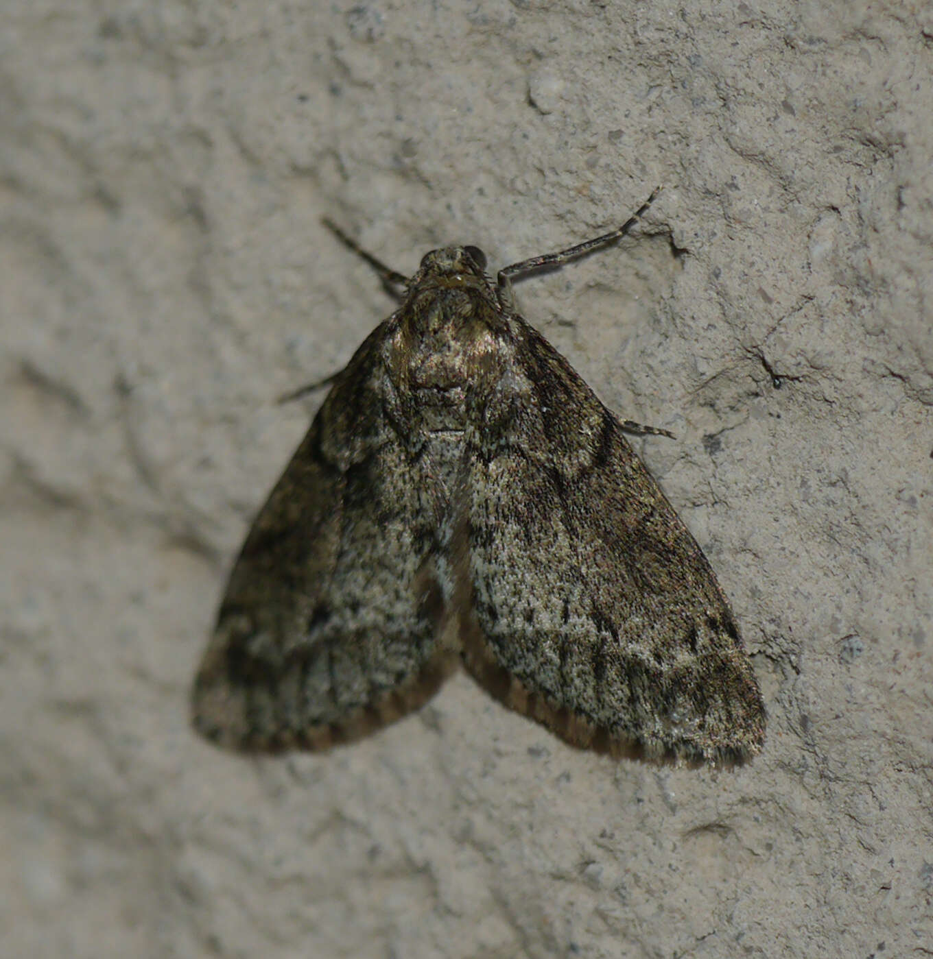 Image of Dusky Carpet