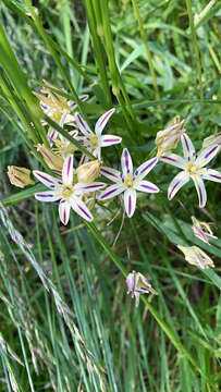 Image of Henderson's triteleia