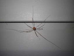 Image of Golden Harvestman