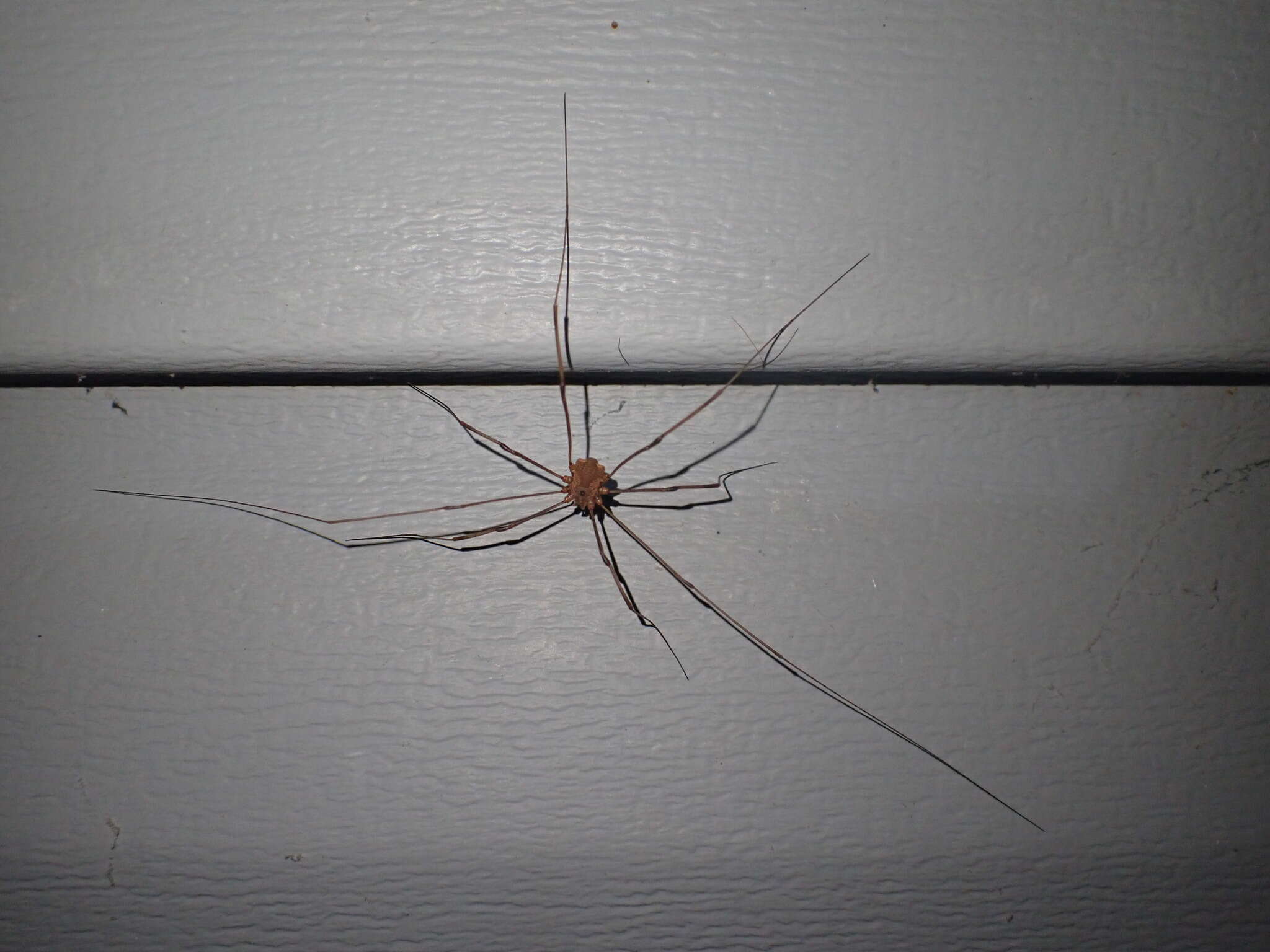 Image of Golden Harvestman