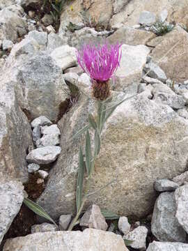 Centaurea uniflora Turra resmi