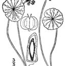 Image of manyflower marshpennywort