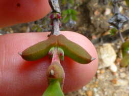 Delosperma asperulum (Salm-Dyck) L. Bol. resmi