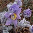 Image of Pulsatilla halleri subsp. taurica (Juz.) K. Krause