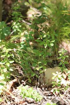 Plancia ëd Galium platygalium (Maxim.) Pobed.