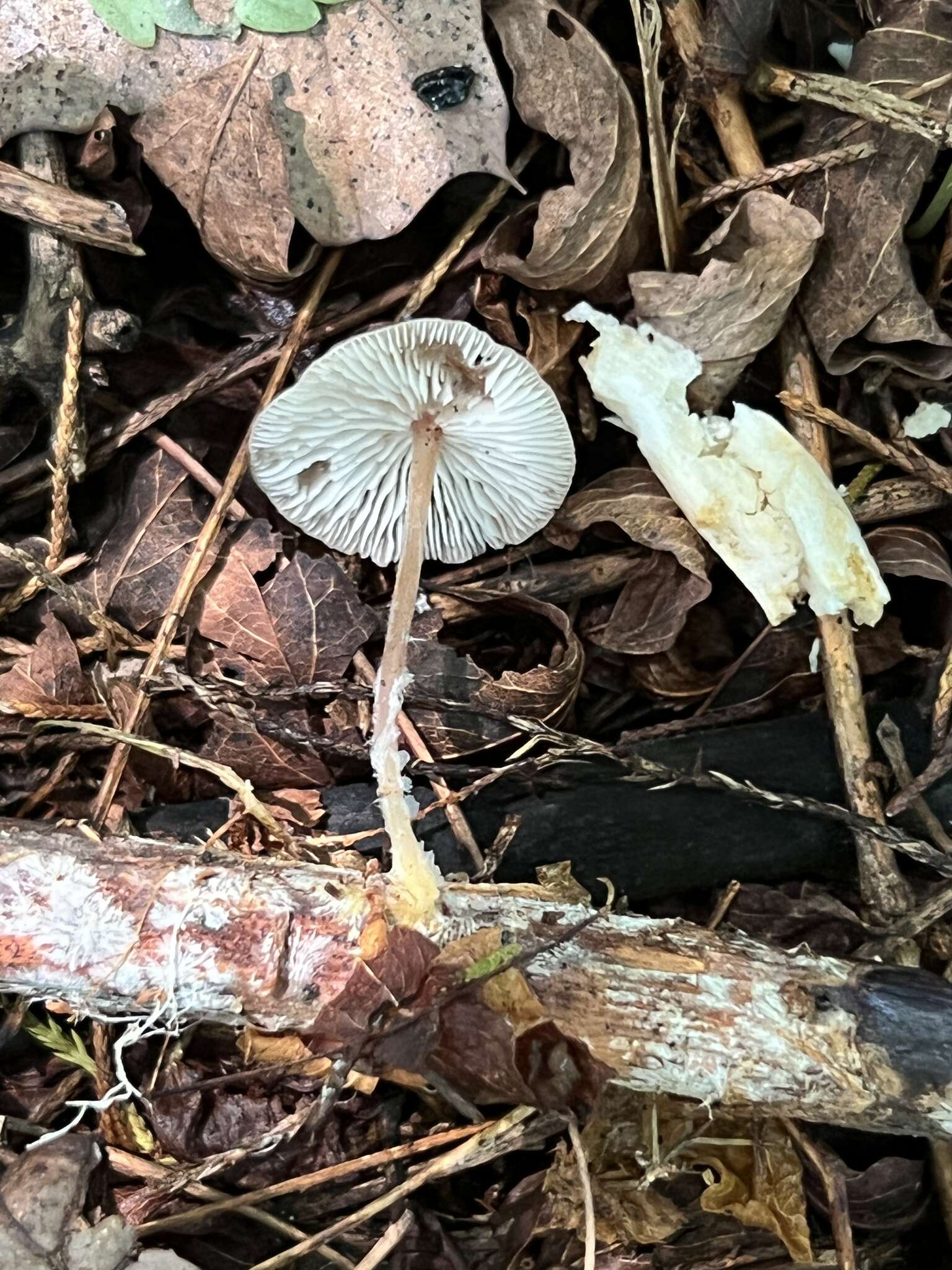 Image of Gymnopus barbipes R. H. Petersen & K. W. Hughes 2014