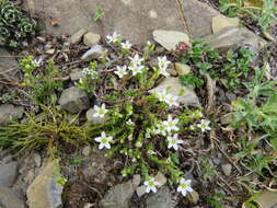 Image of Fringed sandwort