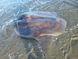 Image of Bumphead sunfish