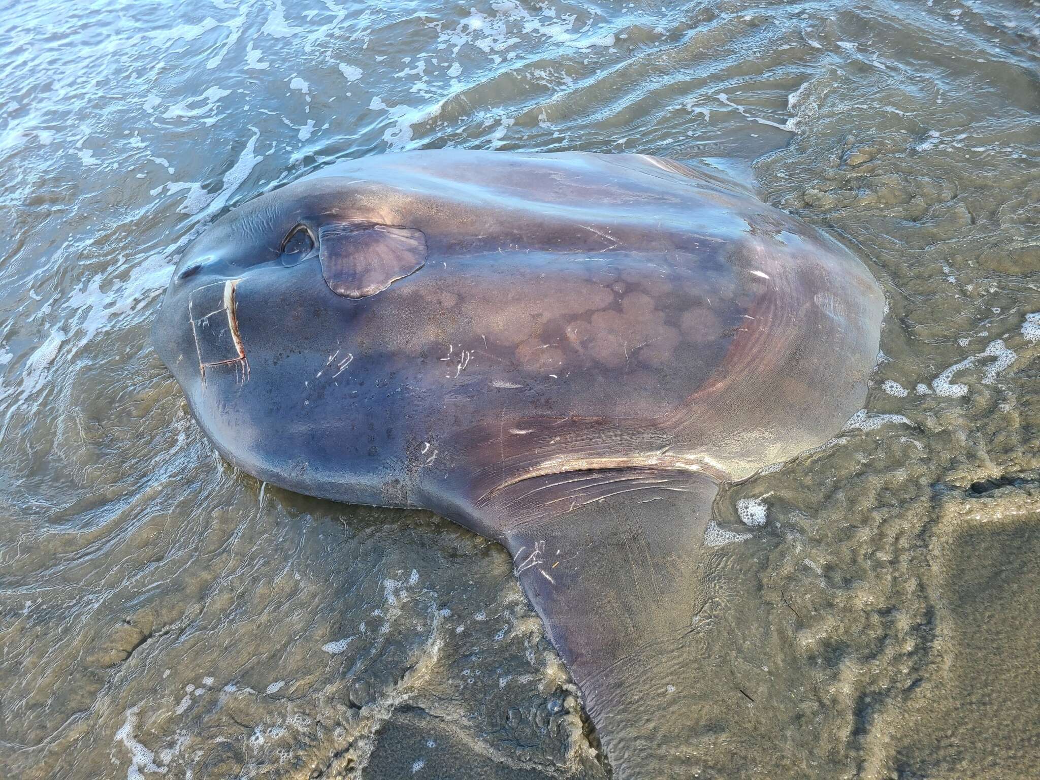 Image of Bumphead sunfish