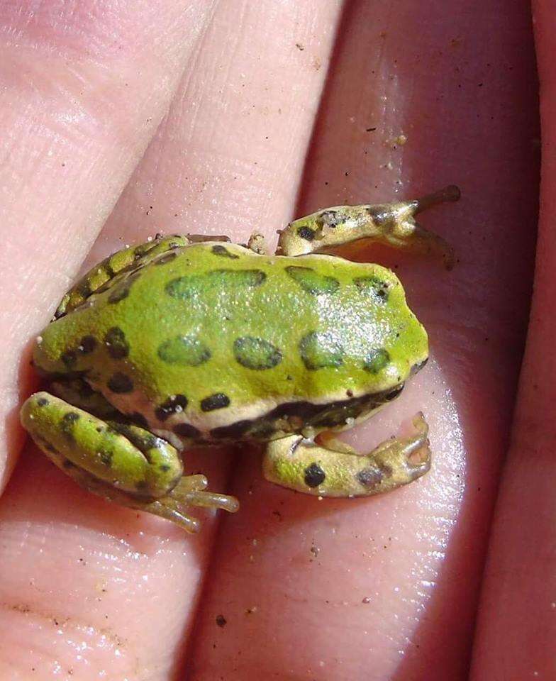 Imagem de Gastrotheca riobambae (Fowler 1913)