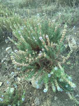 Image of hart's pennyroyal