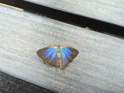 Image of White-M Hairstreak