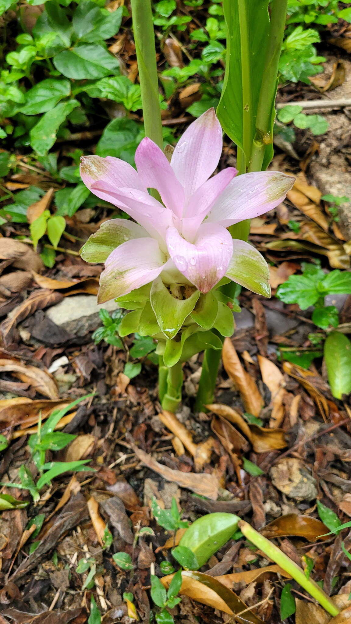 Image de Curcuma aromatica Salisb.