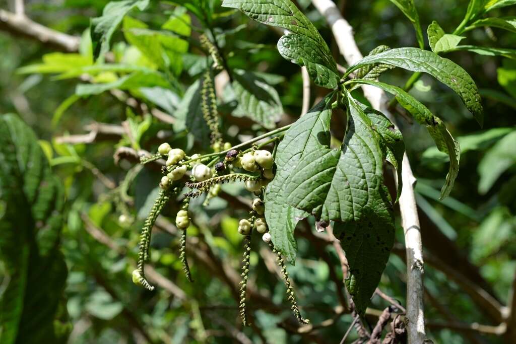 Image of Tournefortia glabra L.