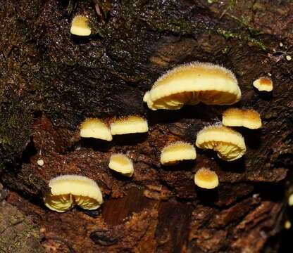 Image of Crepidotus stromaticus (Cooke & Massee) Sacc. 1887