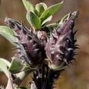 Image of Mountain milkbush