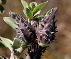 Image of Mountain milkbush