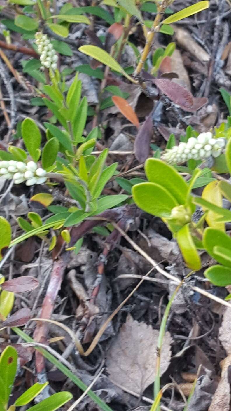 Image of Seneca snakeroot