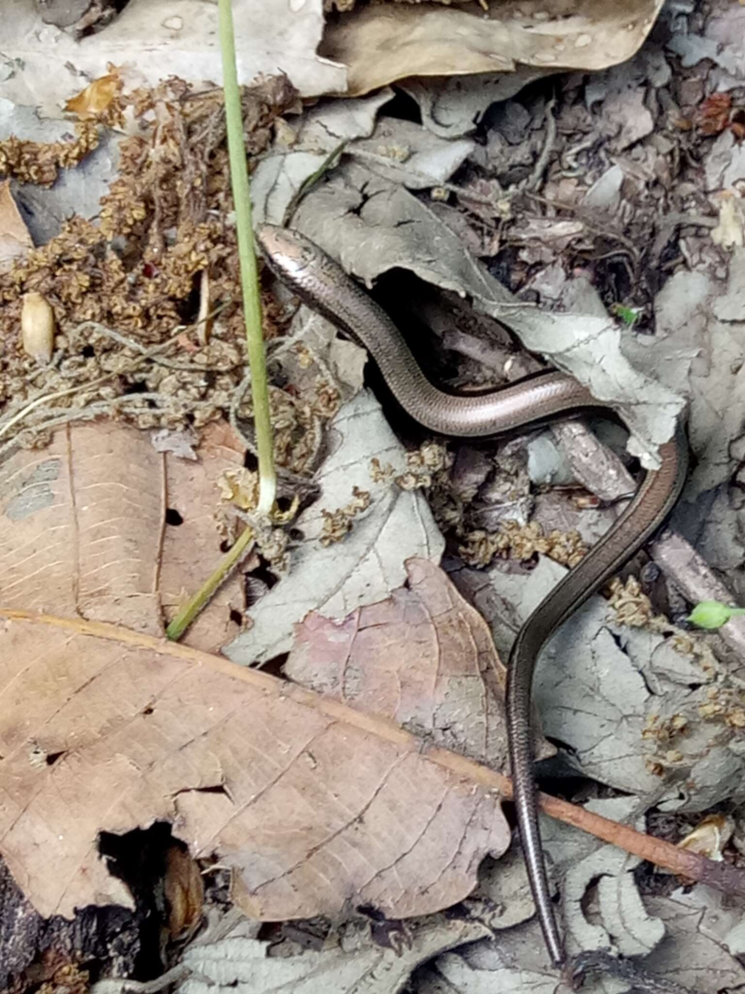 Image of Algerian Three-toed Skink