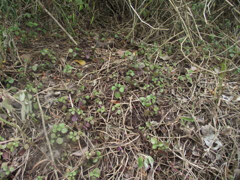 Image de Plectranthus strigosus Benth. ex E. Mey.