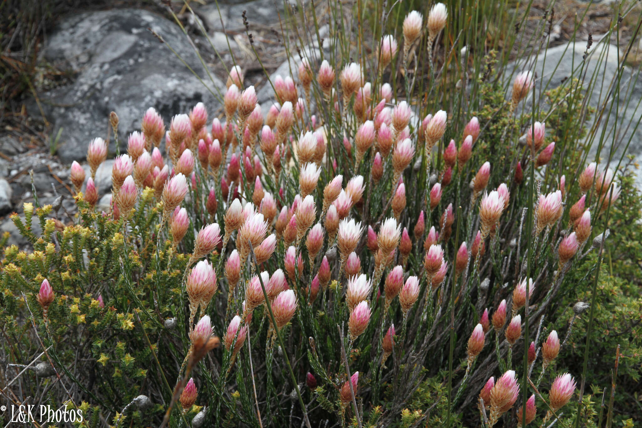 Imagem de Edmondia pinifolia (Lam.) Hilliard