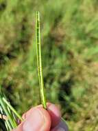 Image of Chinese water chestnut