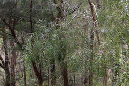 Image of Acacia courtii Tindale & Hersc.