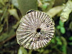 Image of Macropiper excelsum subsp. excelsum