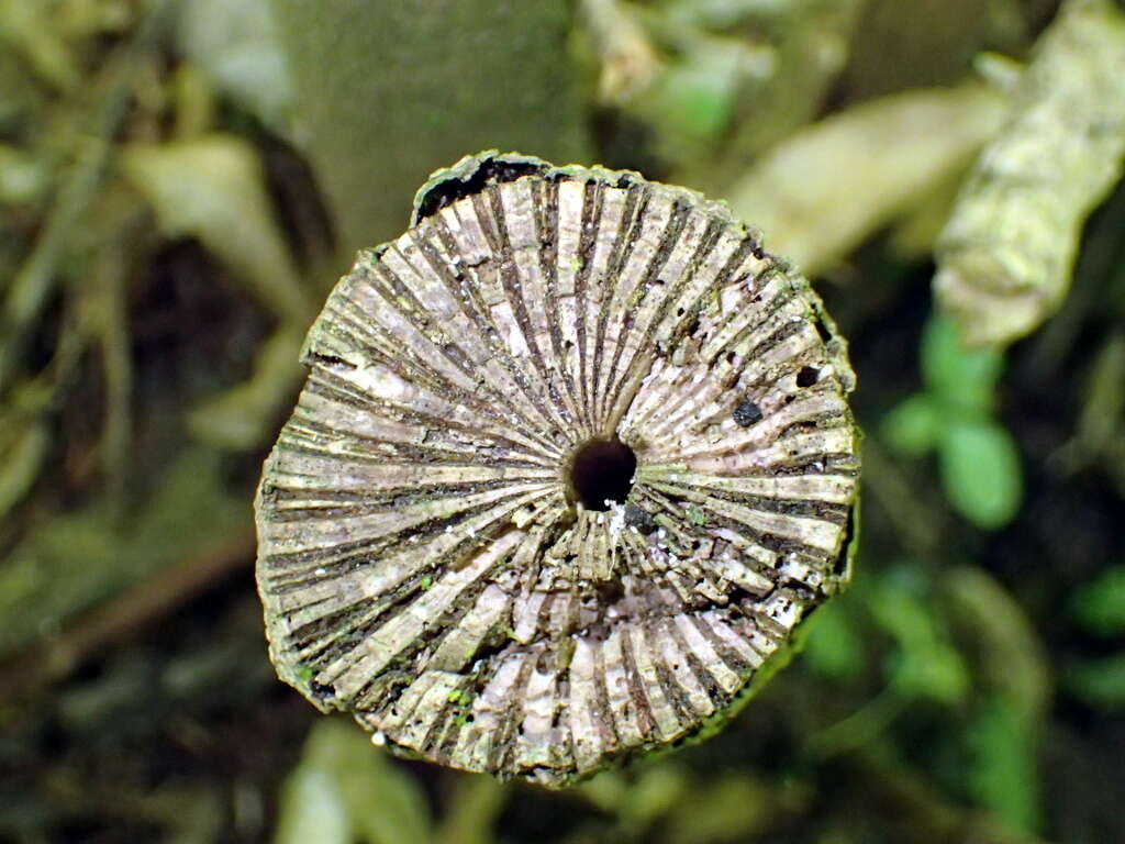 Image of Macropiper excelsum subsp. excelsum